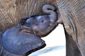 Elephants, Animals, Baby Animals wallpaper thumb