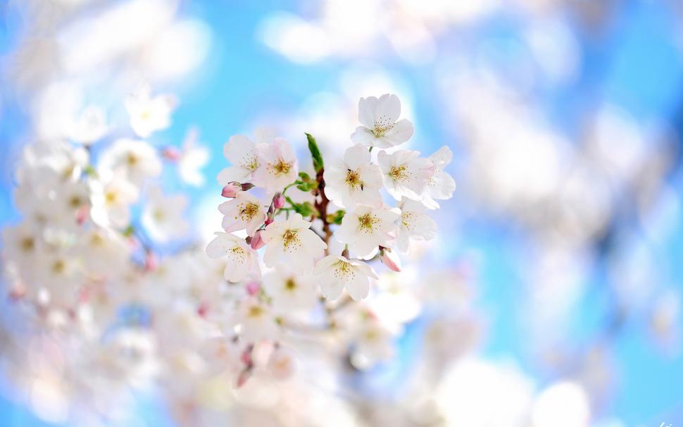 Spring branches, white flowers bloom wallpaper,Spring HD wallpaper,Branches HD wallpaper,White HD wallpaper,Flowers HD wallpaper,Bloom HD wallpaper,1920x1200 wallpaper