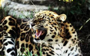 Leopard fangs wallpaper thumb