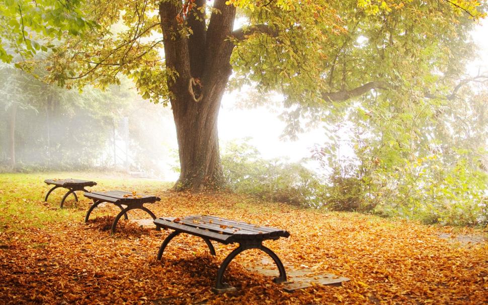 Bench Tree Leaves Autumn HD wallpaper,nature HD wallpaper,tree HD wallpaper,leaves HD wallpaper,autumn HD wallpaper,bench HD wallpaper,1920x1200 wallpaper