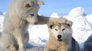 Husky, Animals, Dogs, Cute, Small, Snow, Playing, Photography wallpaper thumb