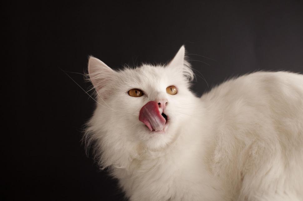 White Cat, Animals, Tongue Out wallpaper,white cat HD wallpaper,animals HD wallpaper,tongue out HD wallpaper,2048x1360 wallpaper