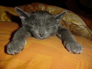 i´m so relaxed animal bed blue cat kitty LYING russian HD wallpaper thumb