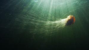 Jellyfish Underwater Ocean HD wallpaper thumb
