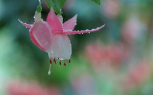 Fuchsia flower macro photography, dew, bokeh wallpaper thumb