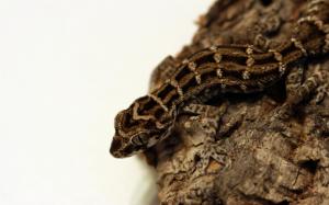 Viper-gecko-reptile wallpaper thumb