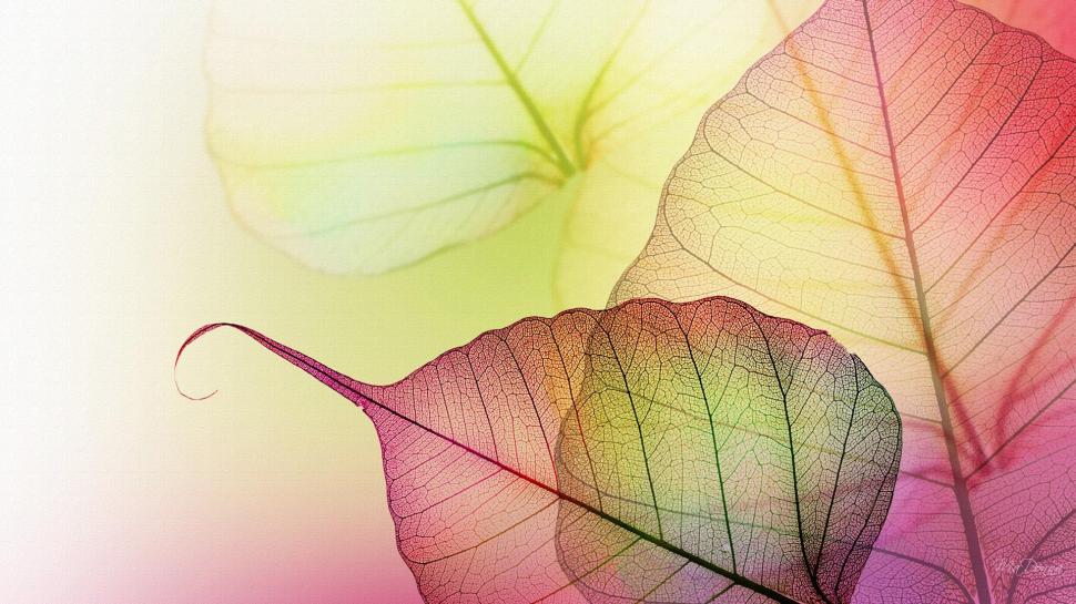 Transparent Leaves wallpaper,firefox persona HD wallpaper,yellow HD wallpaper,leaves HD wallpaper,leaf HD wallpaper,green HD wallpaper,transparent HD wallpaper,autumn HD wallpaper,3d & abstract HD wallpaper,1920x1080 wallpaper