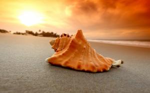 Sand Beach Shell Sea Photo Download wallpaper thumb