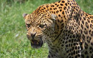 leopard, muzzle, big cat, predator, teeth, aggression wallpaper thumb