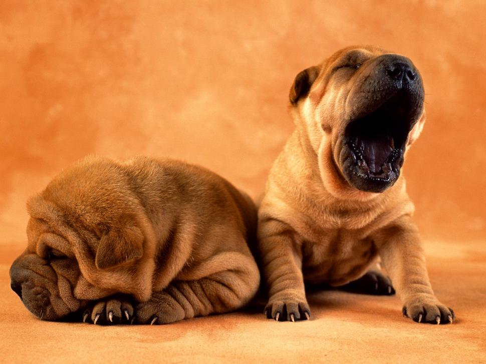 Two puppies one sleeping and one yawning wallpaper,sleeping wallpaper,yawning wallpaper,puppies wallpaper,animals wallpaper,1600x1200 wallpaper