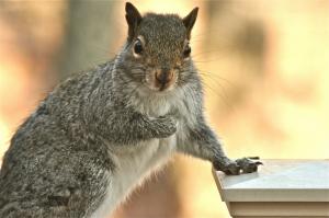 Gray squirrel wallpaper thumb