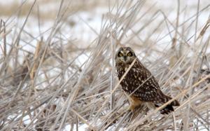 Owl in the grass at winter wallpaper thumb