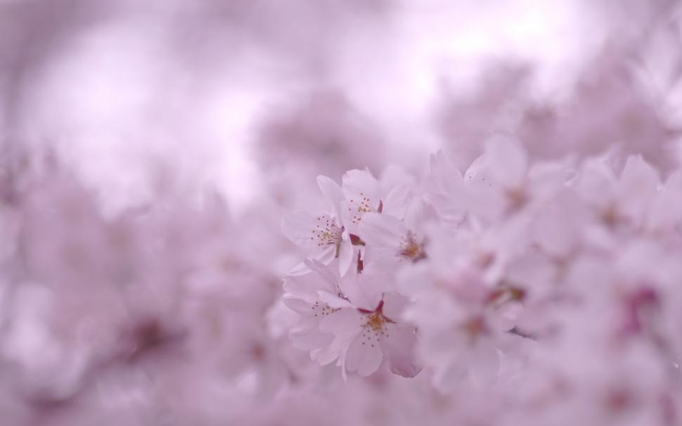 Small Pink Cherry Flowers wallpaper,Flowers HD wallpaper,2560x1600 wallpaper