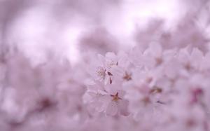 Small Pink Cherry Flowers wallpaper thumb