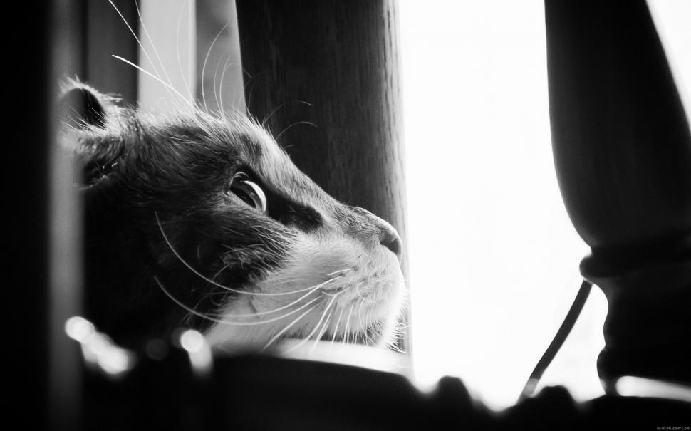 Black and white sweet cat wallpaper,animal HD wallpaper,cat HD wallpaper,grey HD wallpaper,2560x1599 wallpaper