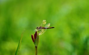 Dragonfly on Plant wallpaper thumb