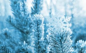 Snowflake, pine needles, branches, winter, snow wallpaper thumb