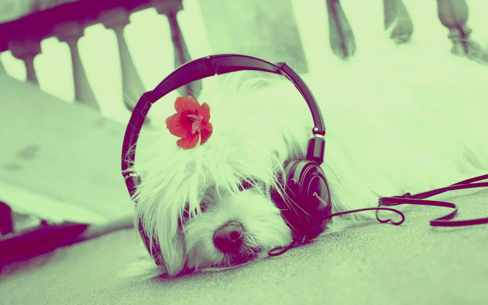 Cute Dog Listening to Music wallpaper,cute HD wallpaper,music HD wallpaper,listening HD wallpaper,cute HD wallpaper,1920x1200 wallpaper