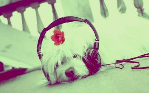 Cute Dog Listening to Music wallpaper thumb