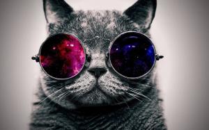 Cute cat with sunglass, very cool wallpaper thumb