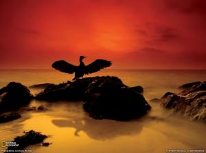 Sunset Bird Ocean Rock HD wallpaper thumb