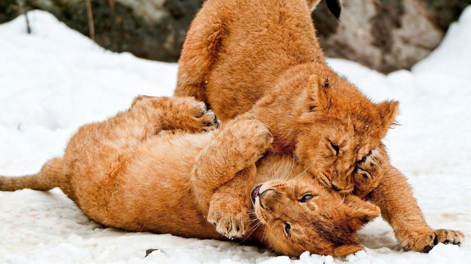 Lion cubs playing in the snow wallpaper,animals HD wallpaper,1920x1080 HD wallpaper,lion HD wallpaper,snow HD wallpaper,winter HD wallpaper,1920x1080 wallpaper