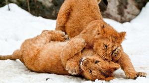 Lion cubs playing in the snow wallpaper thumb