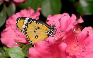 Butterfly On A Pink Flower wallpaper thumb