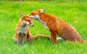 Red Fox Family Grass Care Cub  wallpaper thumb