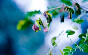 Plant close-up, green leaves with purple leaves, fuzzy background wallpaper thumb