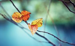 Twigs, yellow red leaves, bokeh, autumn wallpaper thumb