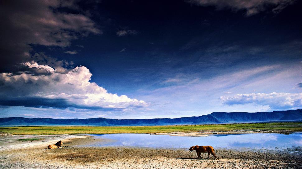 Savanna Oasis  Amazing High Resolution Photos  wallpaper,desert HD wallpaper,grassland HD wallpaper,savanna HD wallpaper,savannah HD wallpaper,sunset HD wallpaper,1920x1080 wallpaper