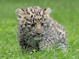 Leopard baby, green grass wallpaper thumb