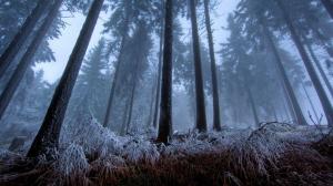 Winter Frost Trees Forest Photo Download wallpaper thumb
