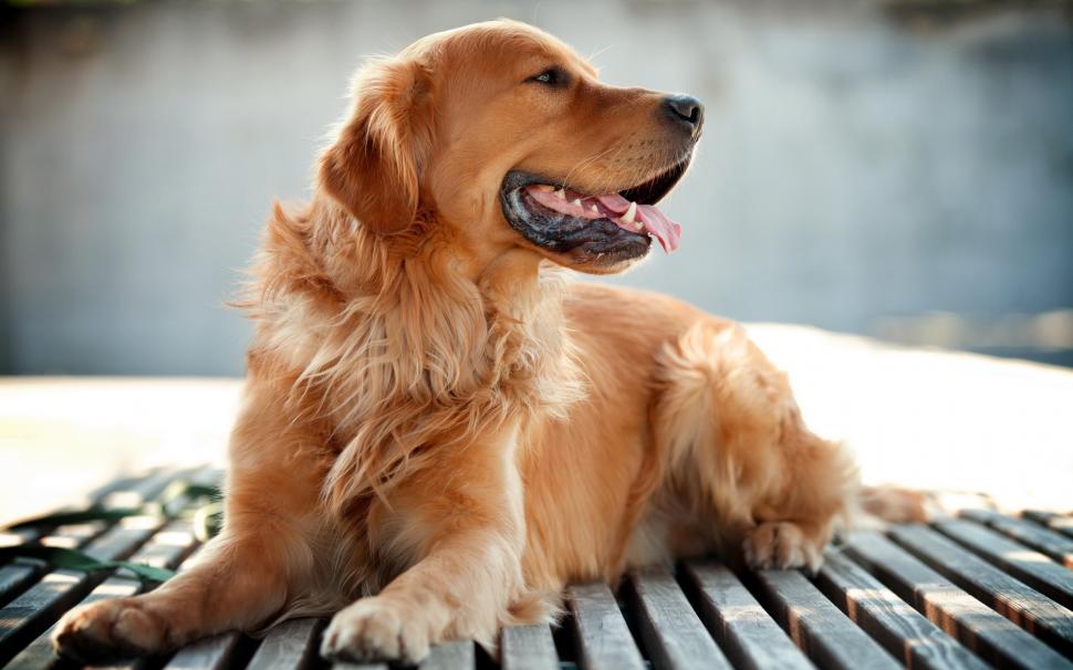 Dog, Golden Retrievers, Animals wallpaper,dog HD wallpaper,golden retrievers HD wallpaper,2560x1600 wallpaper