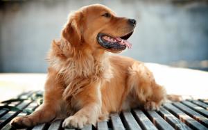 Dog, Golden Retrievers, Animals wallpaper thumb
