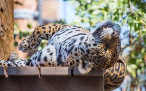 Sleep, jaguar, wild cat, predator, face wallpaper thumb
