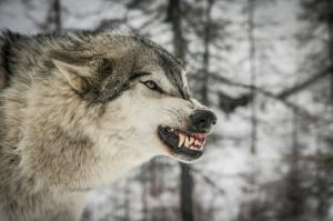 Anger Wolf face wallpaper thumb