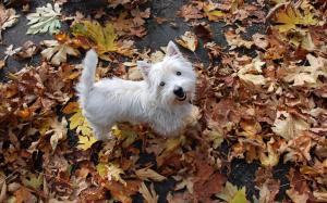 Maple Leaf everywhere, a small white dog wallpaper thumb