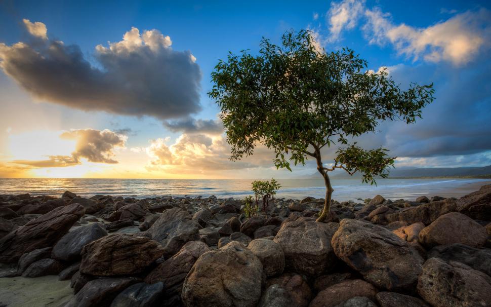 Sea, rocks, lonely tree, sky, clouds, sunset wallpaper,Sea HD wallpaper,Rocks HD wallpaper,Lonely HD wallpaper,Tree HD wallpaper,Sky HD wallpaper,Clouds HD wallpaper,Sunset HD wallpaper,2560x1600 wallpaper