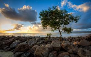 Sea, rocks, lonely tree, sky, clouds, sunset wallpaper thumb