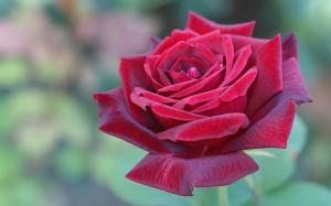 Beautiful red rose flower close-up wallpaper thumb