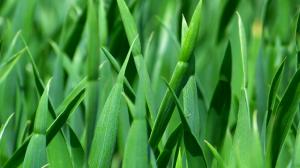 Tall Green Grass wallpaper thumb