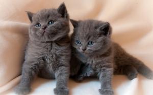 Black kittens, twins wallpaper thumb