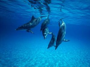 Animal, Dolphins, Fish, Blue, Sea, Sunshine wallpaper thumb