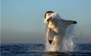 Water Jumping Predators Killer Whales Splashes HD wallpaper thumb