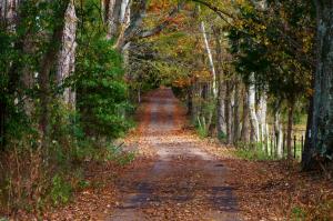 Nature, Trees, Road, Fallen Leaves wallpaper thumb