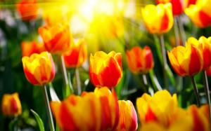 Sunshine Tulip Flowers wallpaper thumb