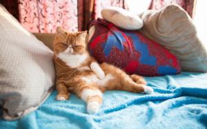 Cat, Animals, Pet, Pillows wallpaper thumb