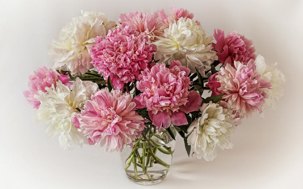 A bouquet of peonies, white pink flowers wallpaper,Bouquet HD wallpaper,Peonies HD wallpaper,White HD wallpaper,Pink HD wallpaper,Flowers HD wallpaper,1920x1200 wallpaper